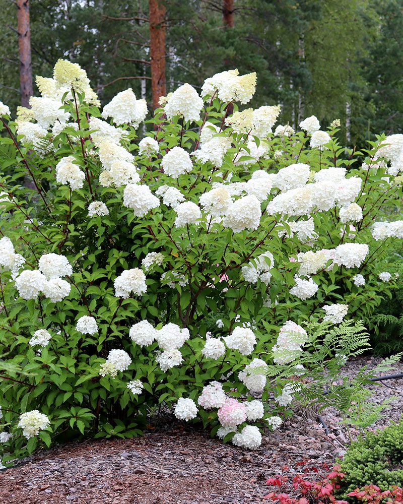 Japaninhortensia Vanille Fraise