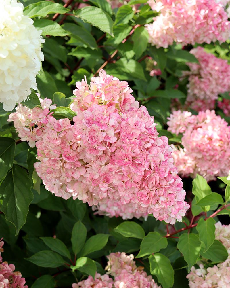 Japaninhortensia Vanille Fraise 3 litran taimi