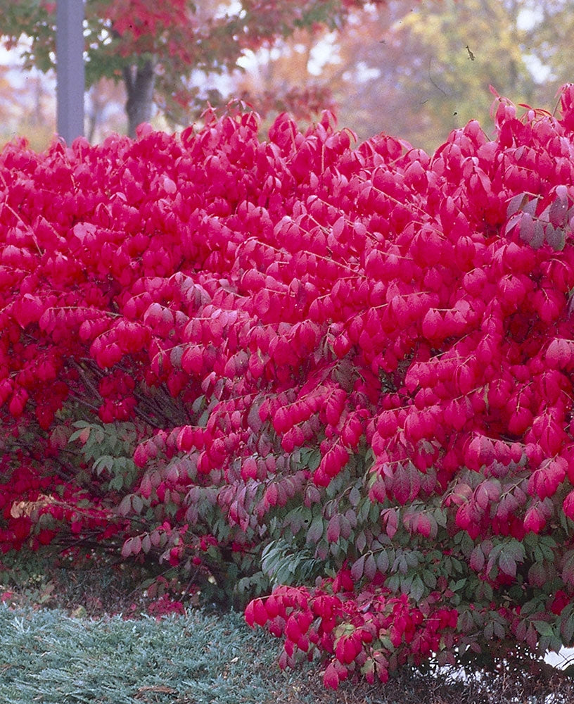 Pallesorvarinpensas