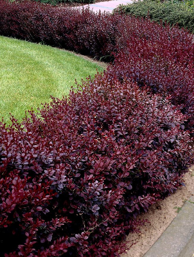 Purppurahappomarja Atropurpurea Nana