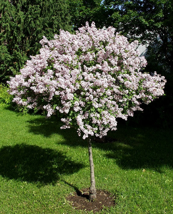 Pikkusyreeni Palibin