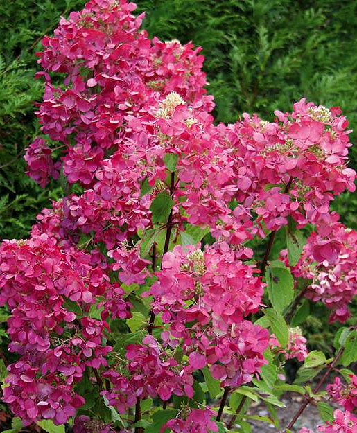 Japaninhortensia Diamant Rouge