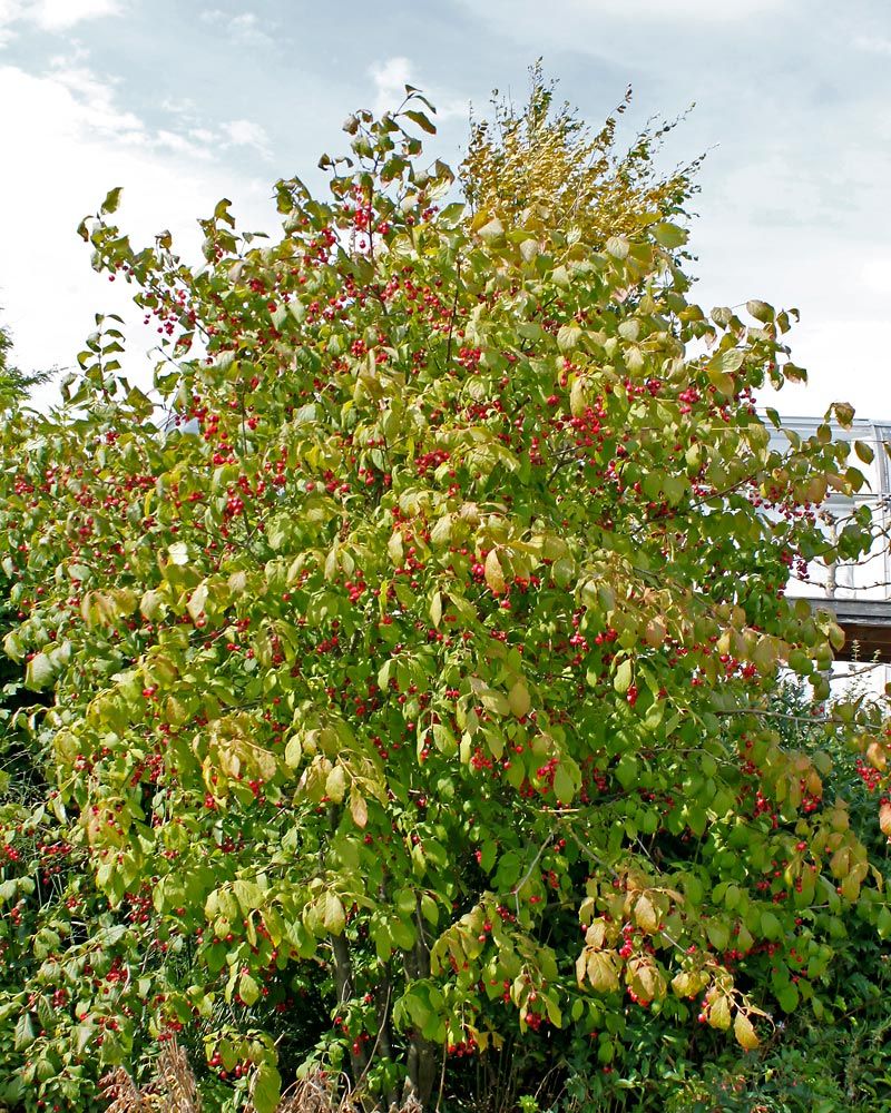 Kirsikkasorvarinpensas