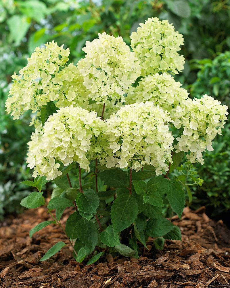 Japaninhortensia Bombshell