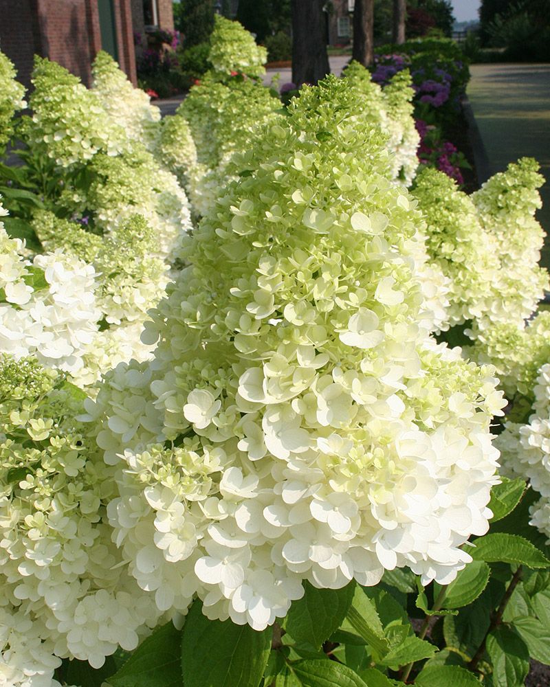 Japaninhortensia Magical Moonlight