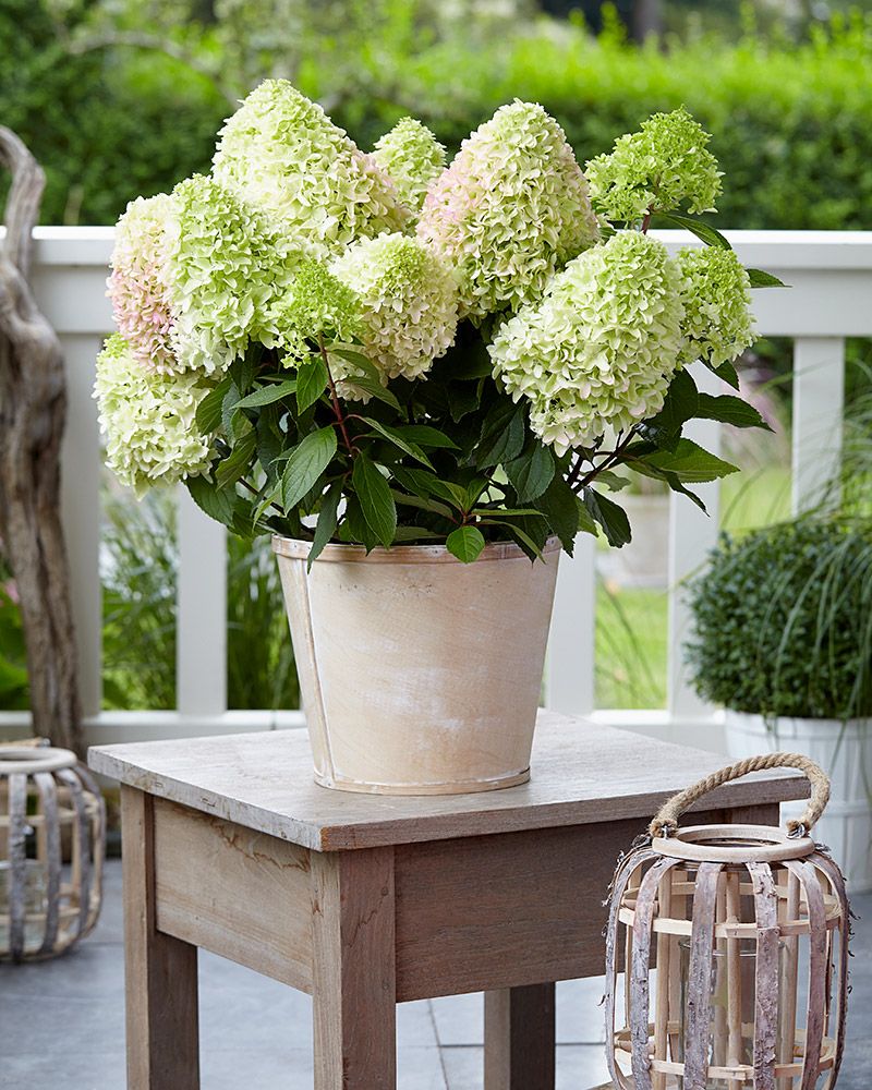 Japaninhortensia Little Fraise
