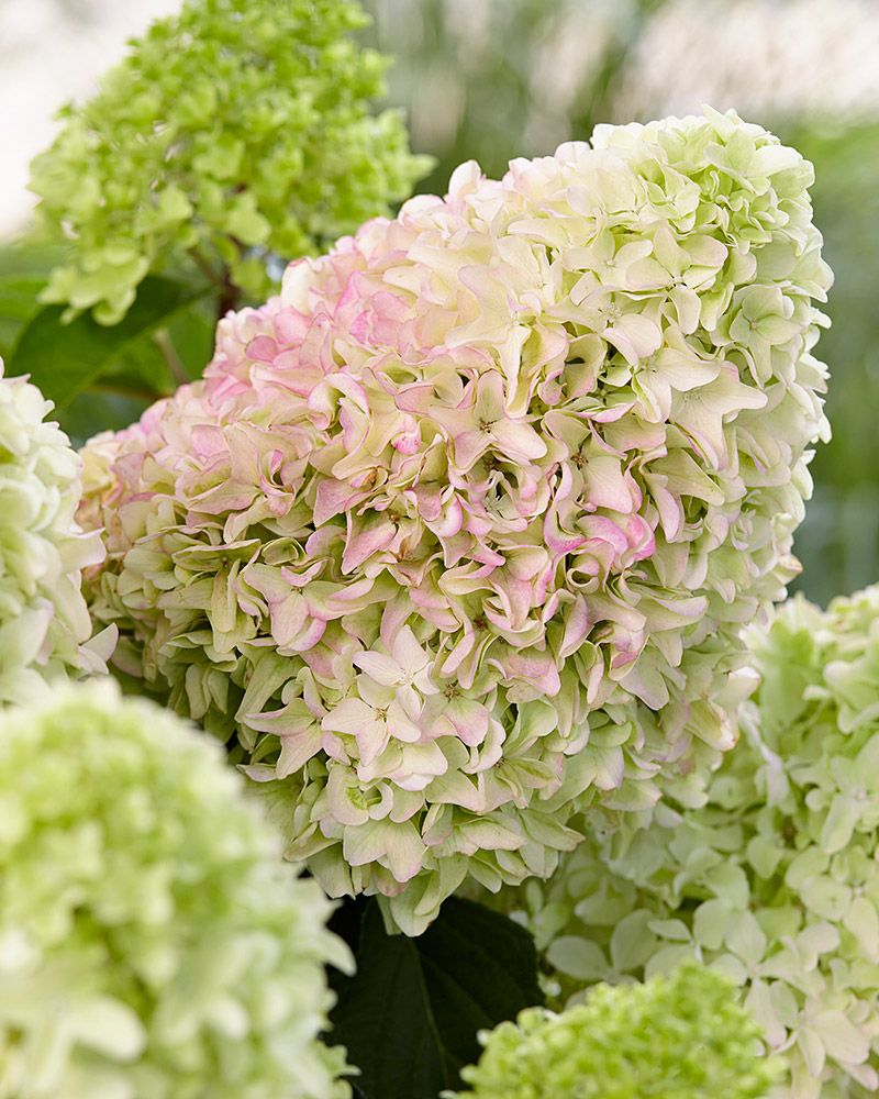 Japaninhortensia Little Fraise