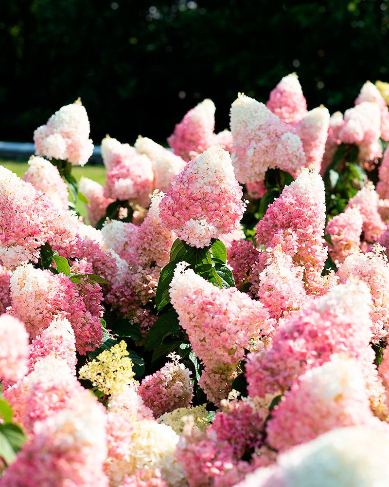 Japaninhortensia Living Strawberry Blossom