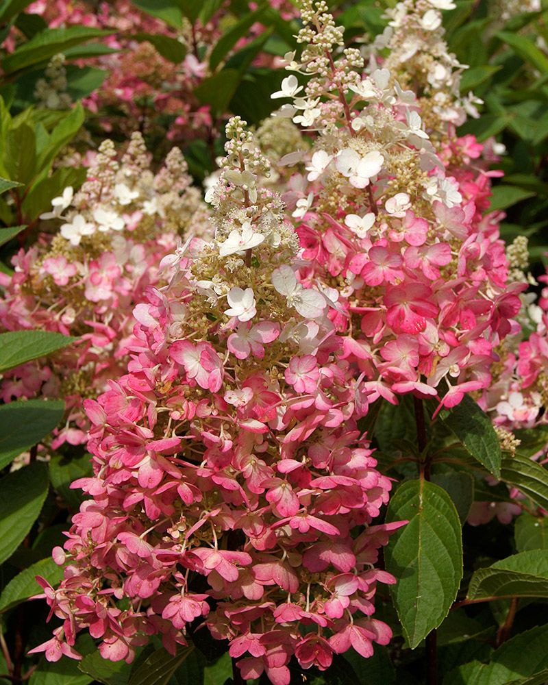 Japaninhortensia Wim´s Red