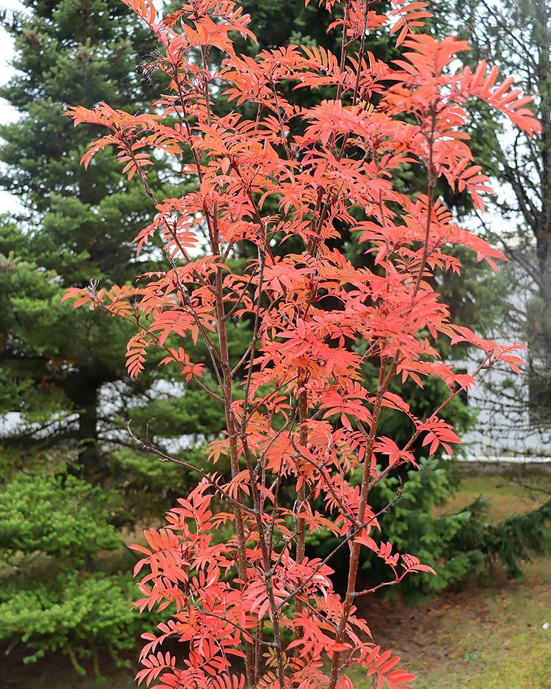 Pylväspihlaja Autumn Spire