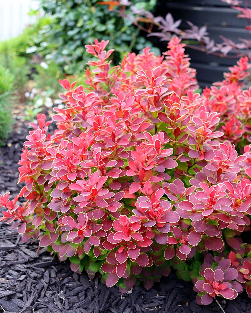 Purppurahappomarja Ruby Star
