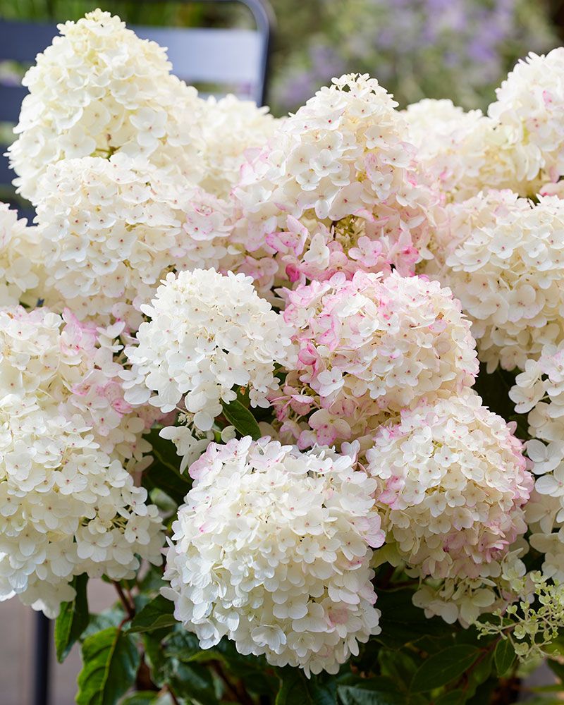 Pikkujapaninhortensia Living Little Rosy