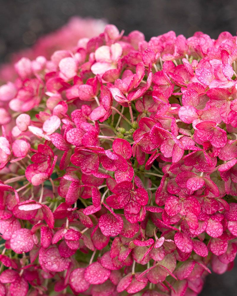 Pikkujapaninhortensia Living Little Rosy