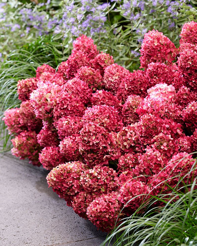 Pikkujapaninhortensia Living Little Rosy