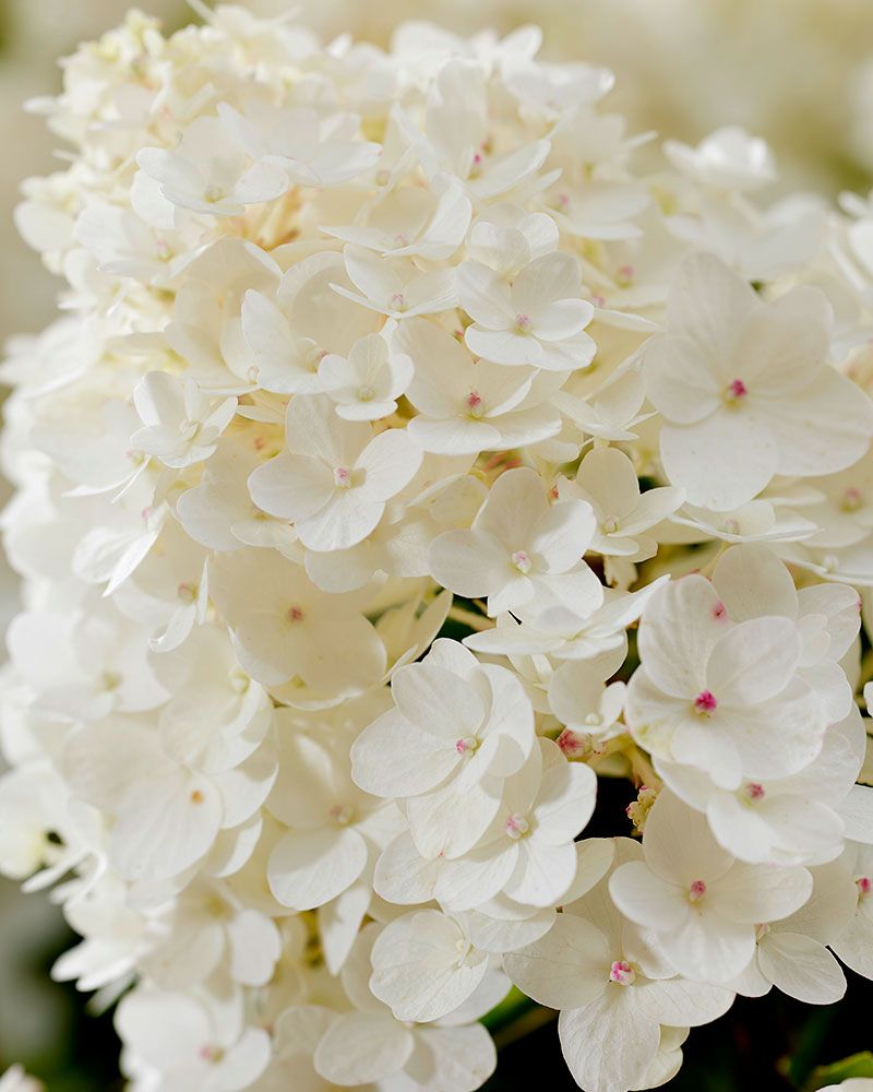 Pikkujapaninhortensia Living Little Rosy