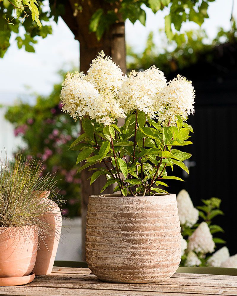 Japaninhortensia Living Royal Flower