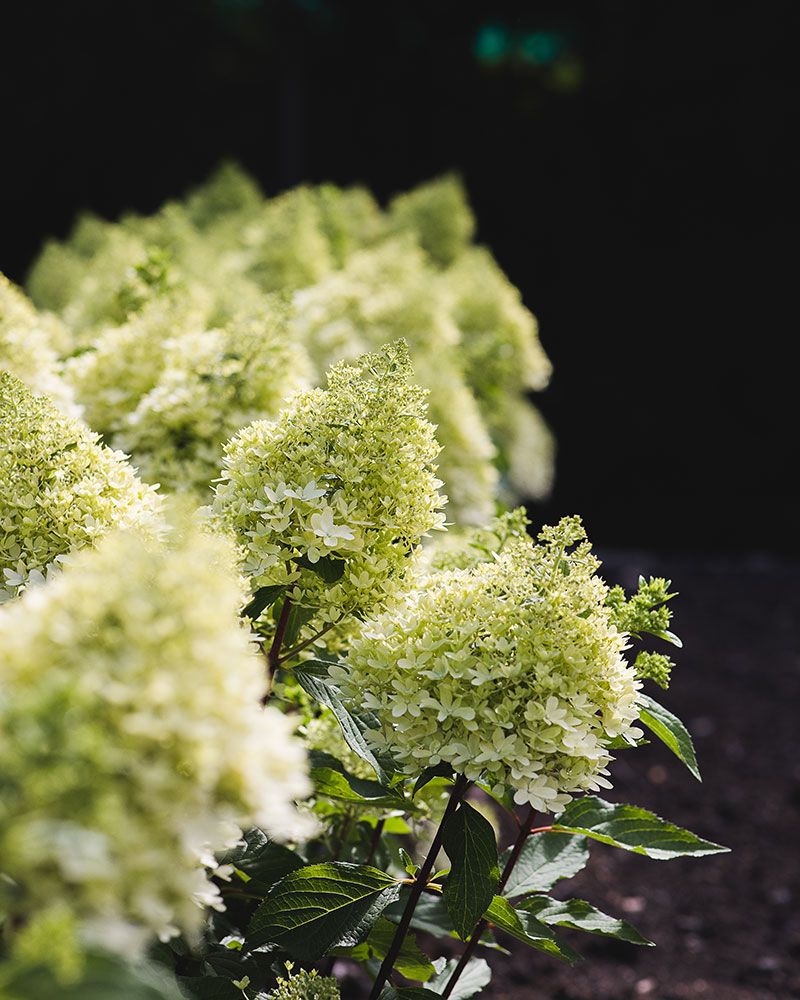 Japaninhortensia Living Royal Flower