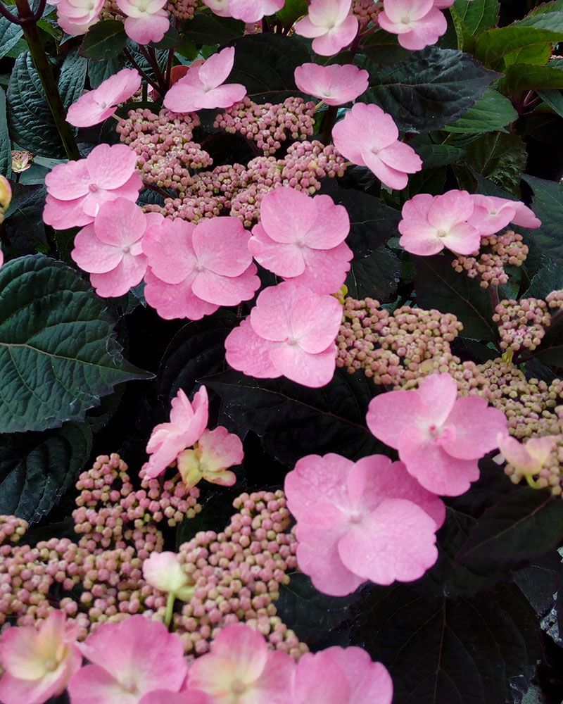 Safiirihortensia Daredevil 3 kpl