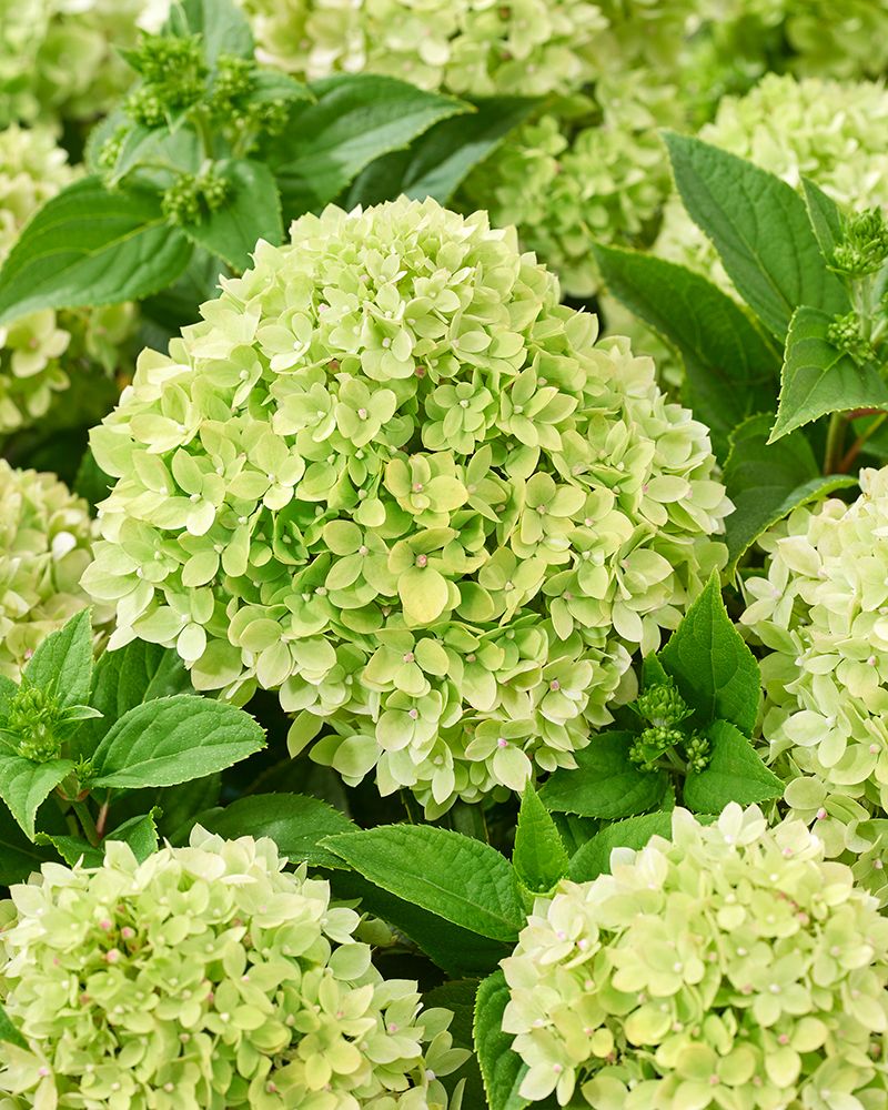 Pikkujapaninhortensia Living Little Apple