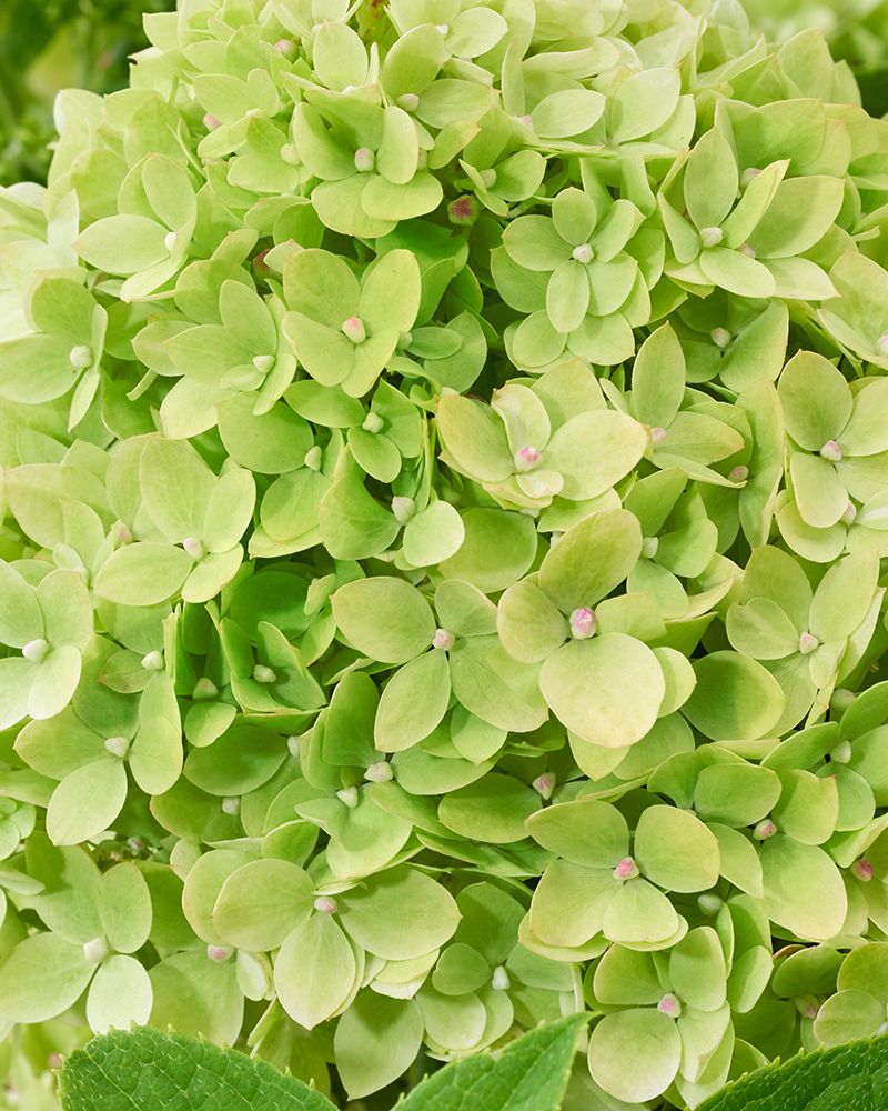 Pikkujapaninhortensia Living Little Apple