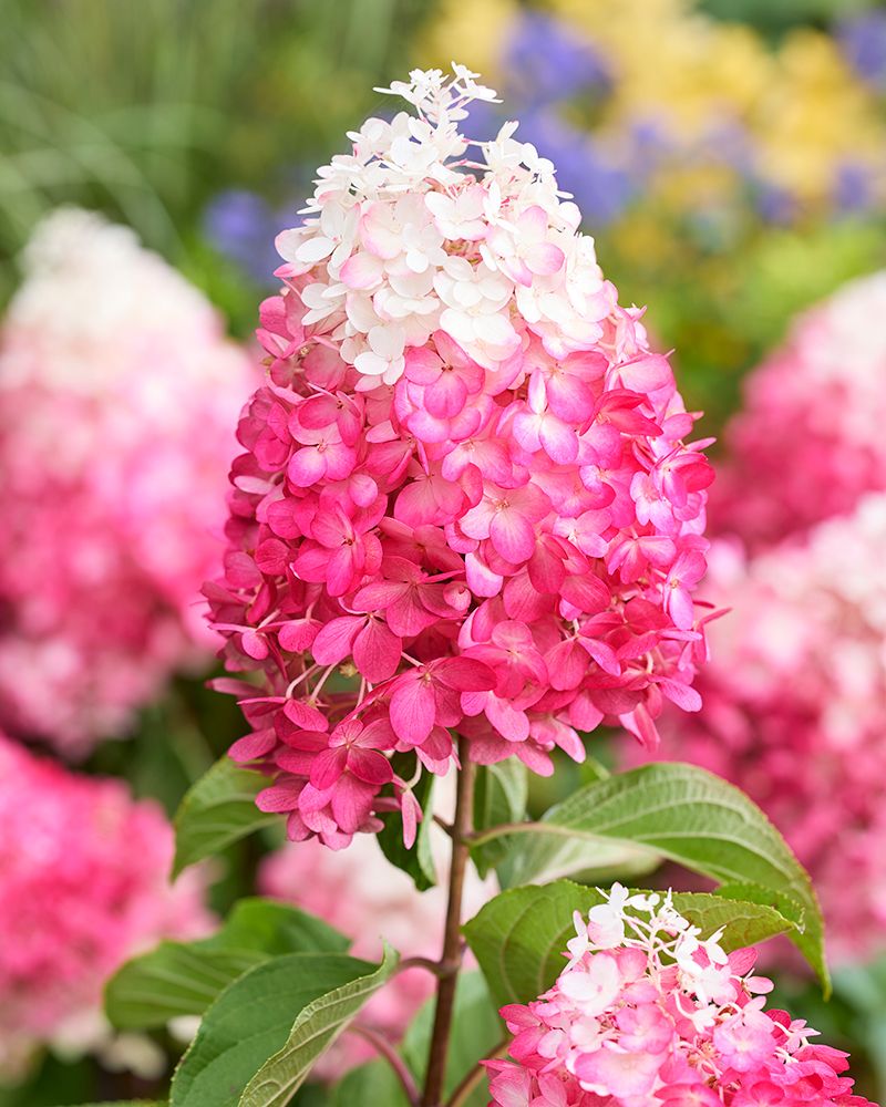 Japaninhortensia Living Red Velvet