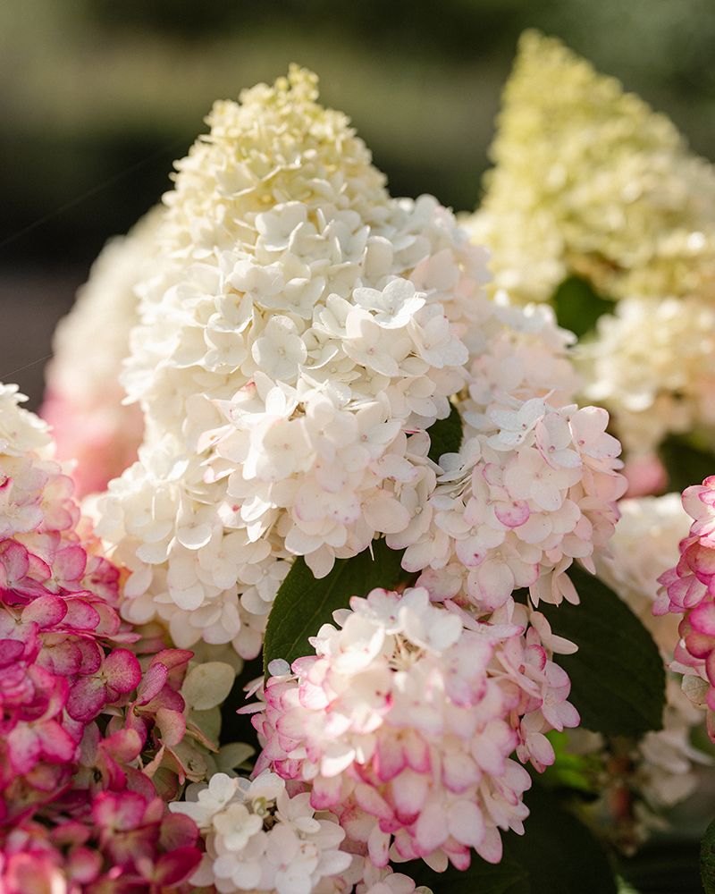 Japaninhortensia Living Red Velvet
