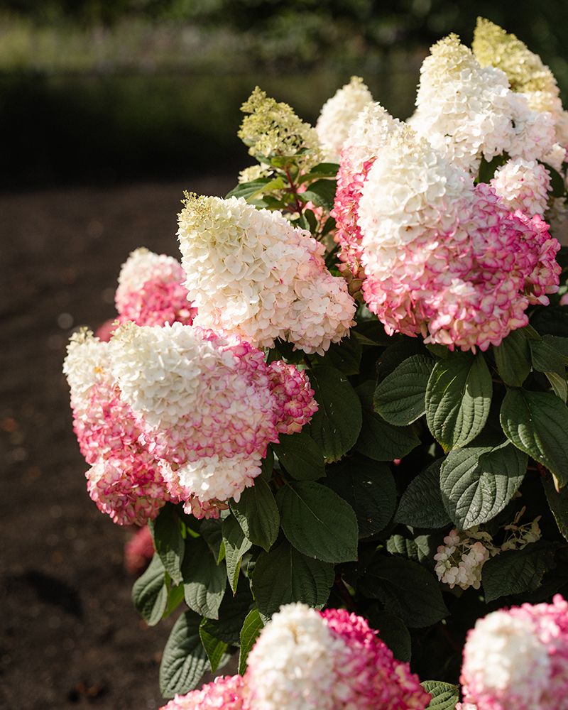 Japaninhortensia Living Red Velvet