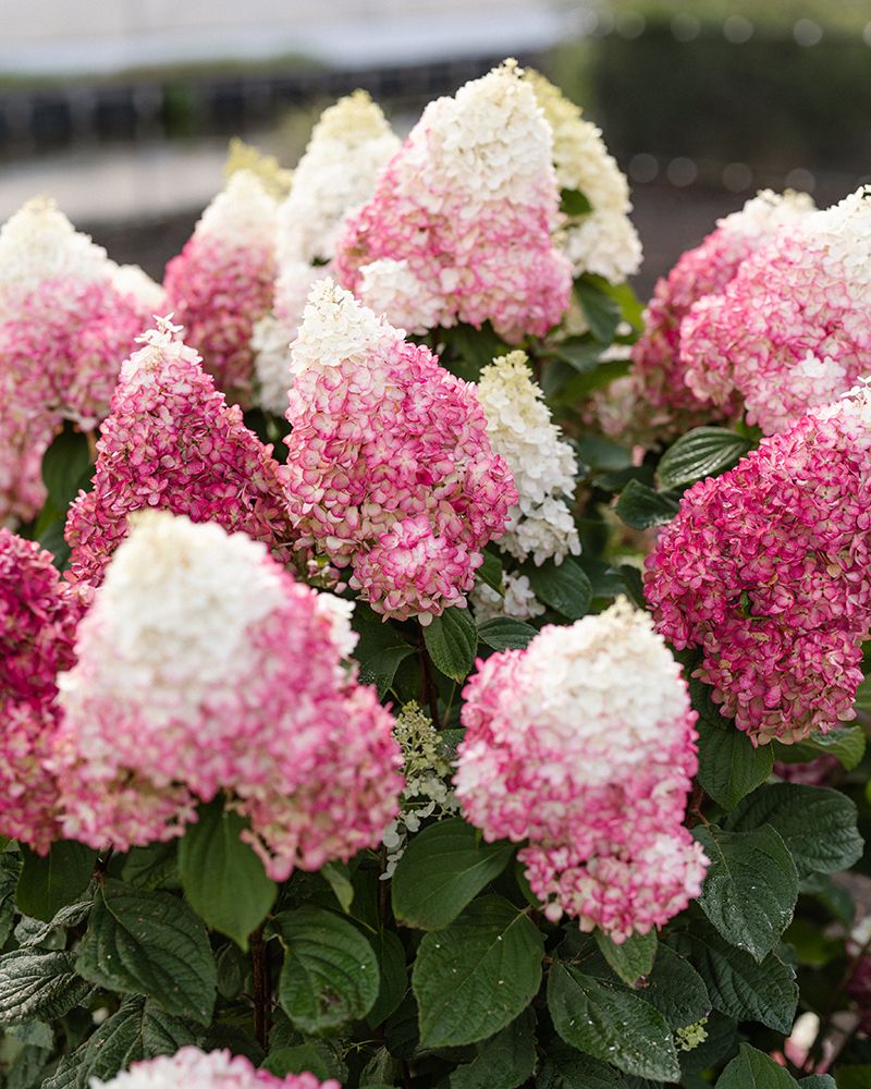 Japaninhortensia Living Red Velvet