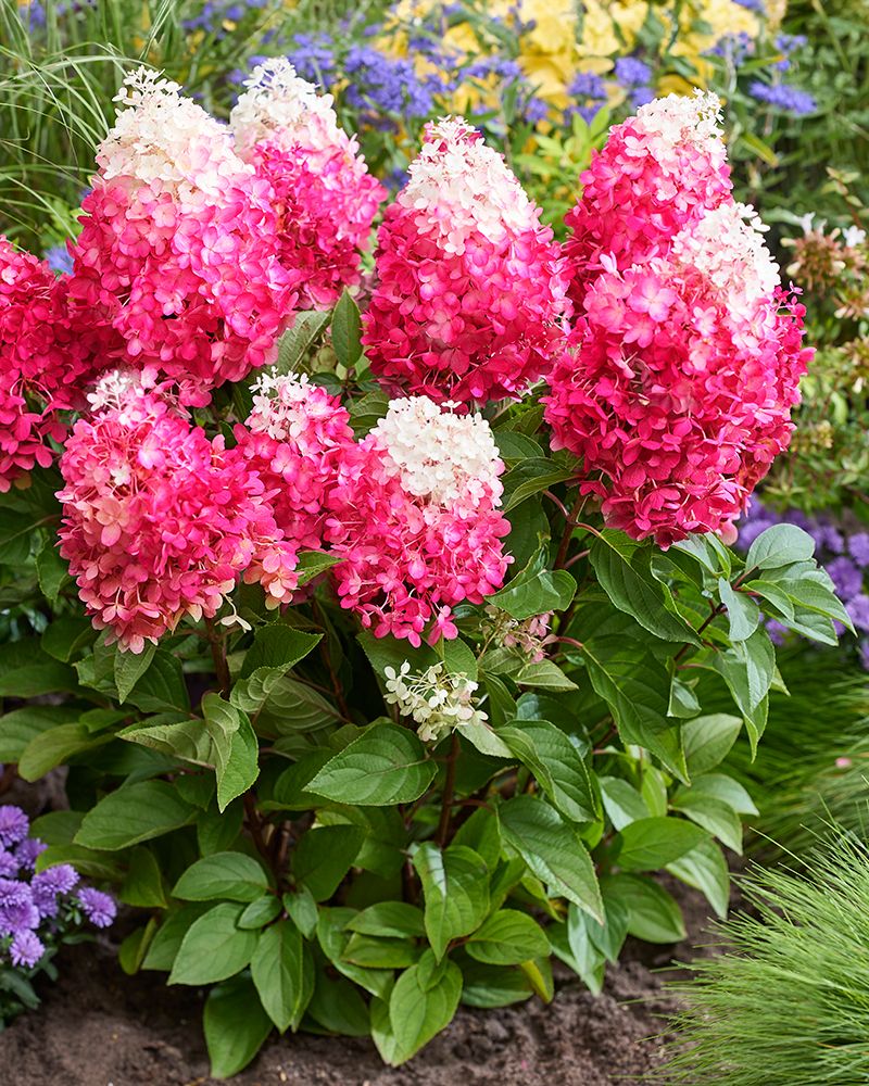 Japaninhortensia Living Red Velvet