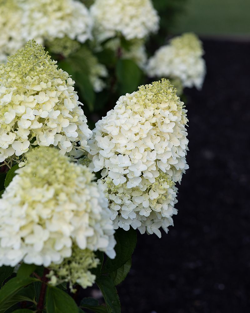 Japaninhortensia Living Sugar Rush