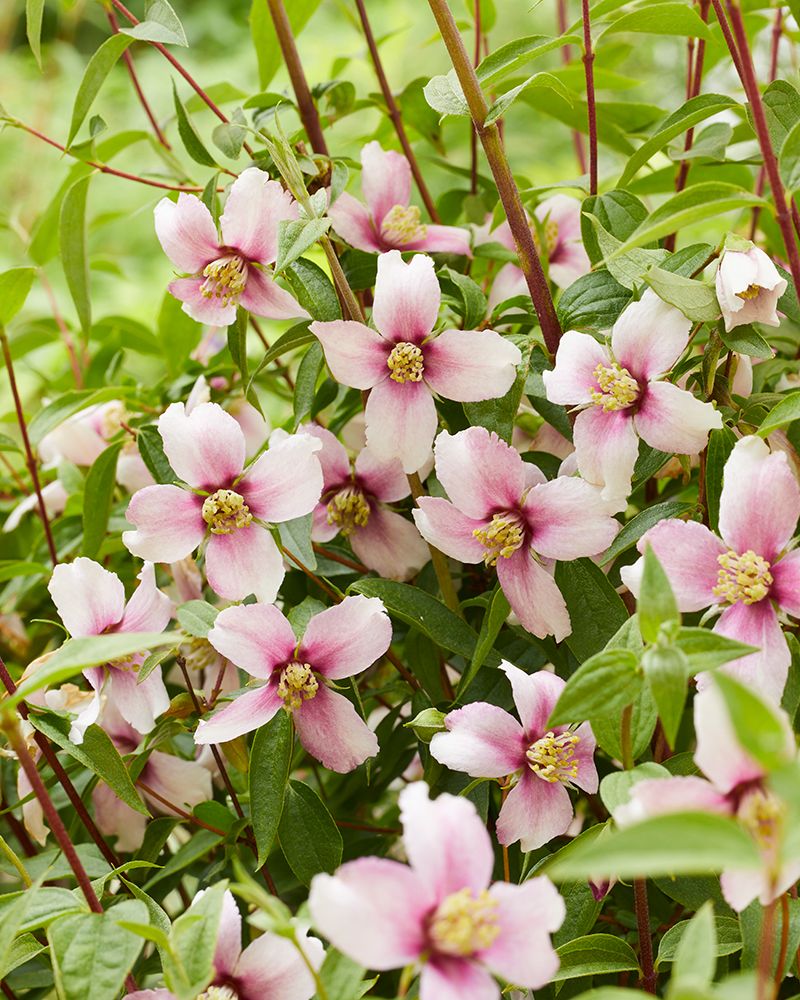 Pikkujasmike Petite Perfume Pink