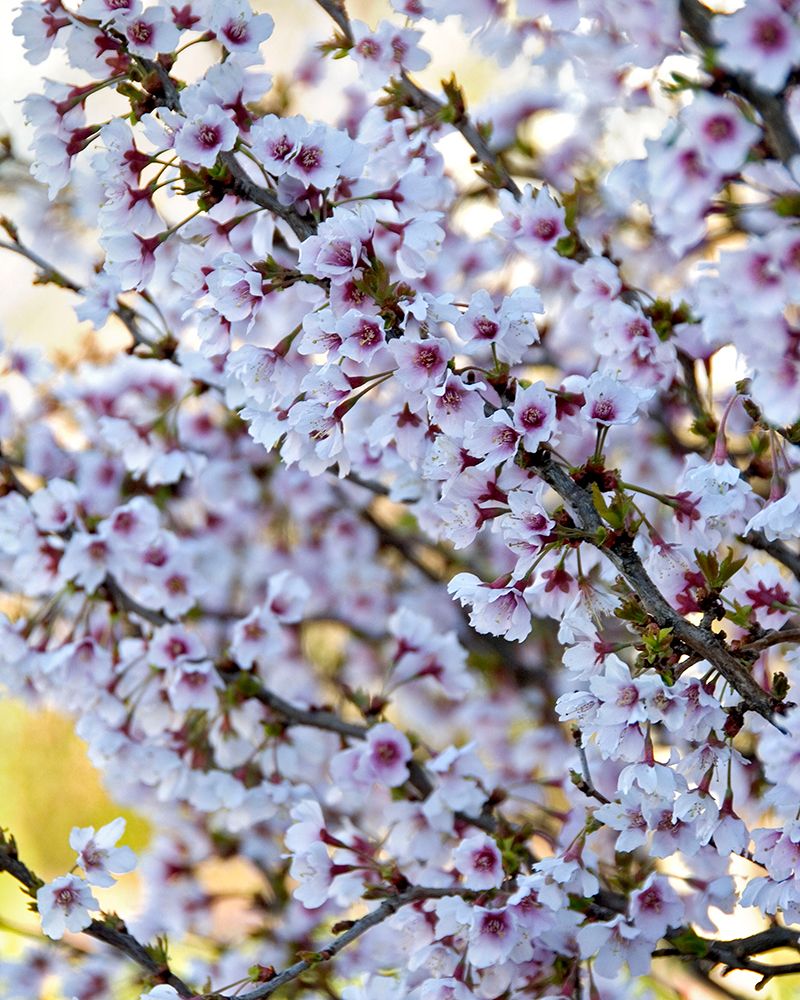 Japaninkääpiökirsikka Kojou-no-mai
