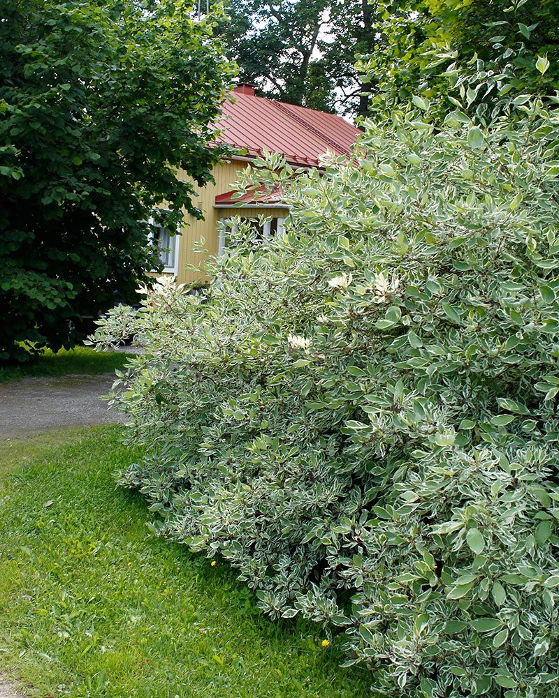 Valkokirjokanukka Elegantissima