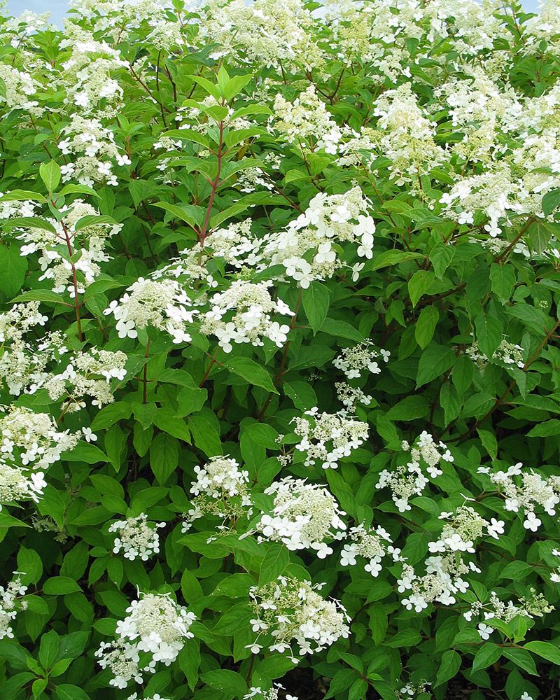 Kuutamohortensia