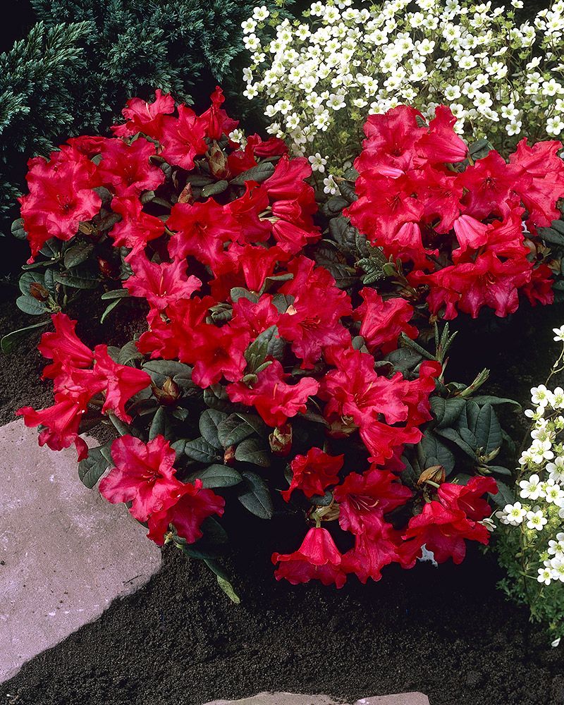 Lamoalppiruusu Scarlet Wonder