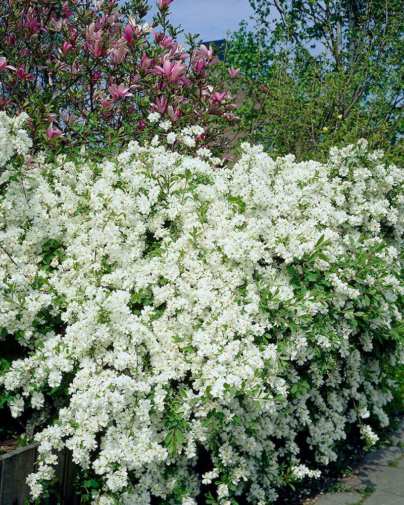 Helmipensas The Bride