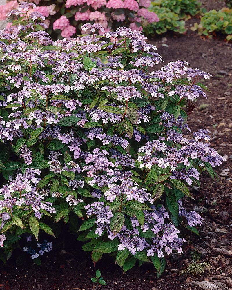 Safiirihortensia Blue Bird 3 kpl
