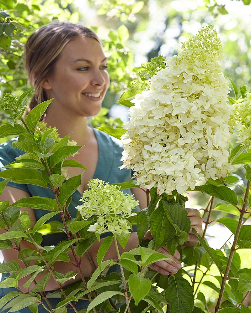 Japaninhortensia Skyfall