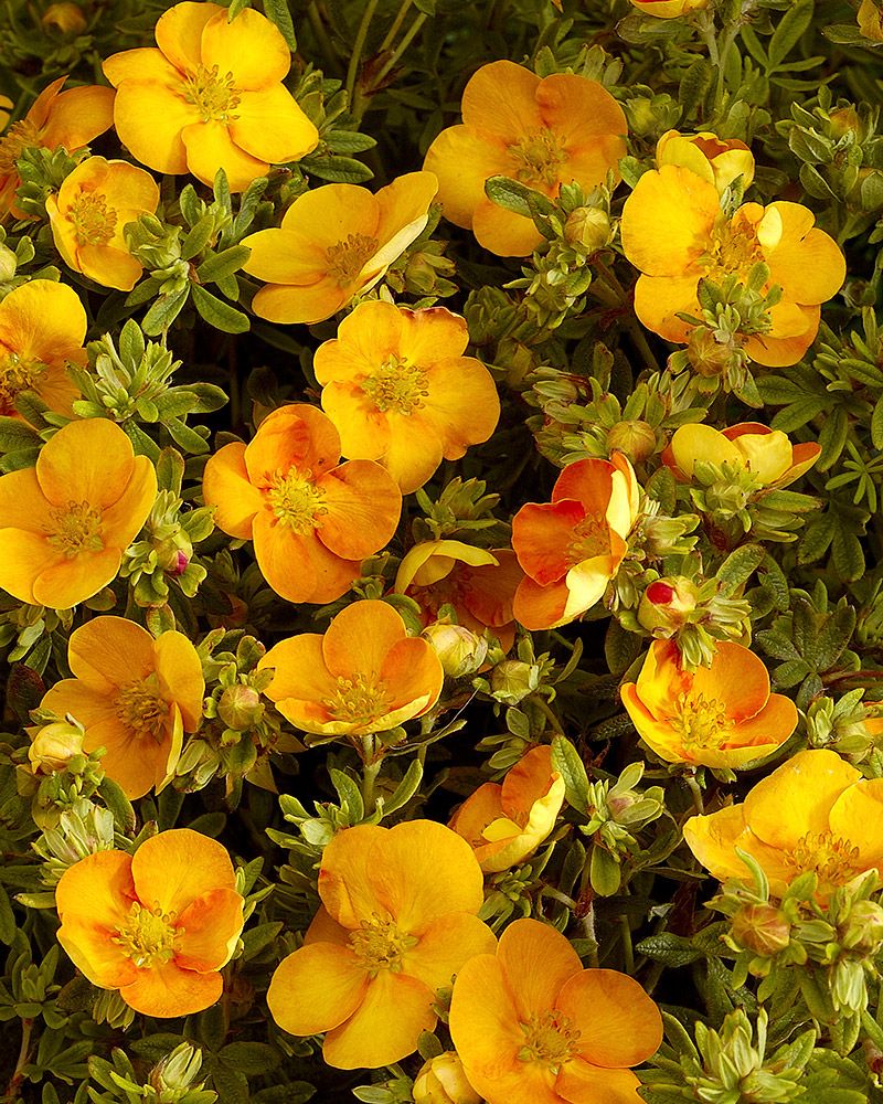Pensashanhikki Tangerine 3 kpl