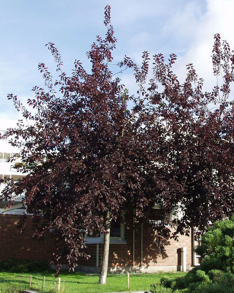 Rusotuomi