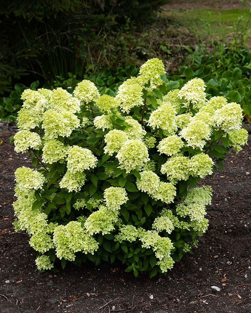 Japaninhortensia Living Little Passion