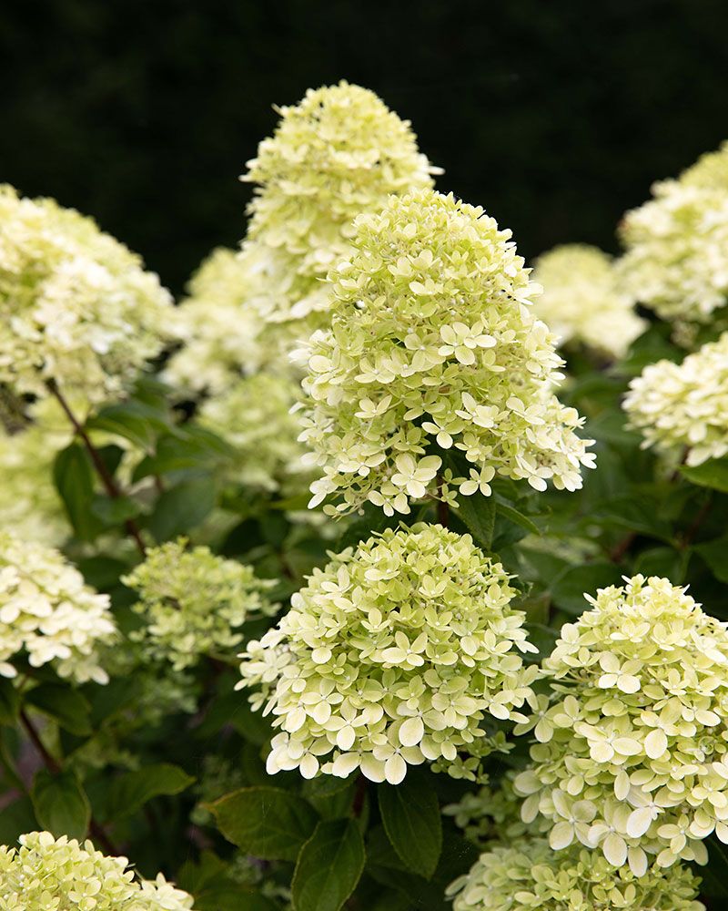 Japaninhortensia Living Little Passion