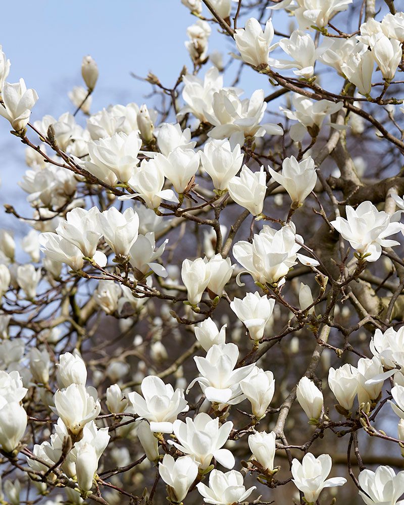 Japaninmagnolia