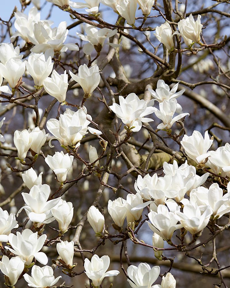 Japaninmagnolia