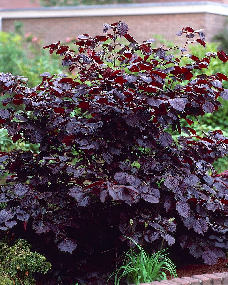 Veripähkinäpensas Purpurea