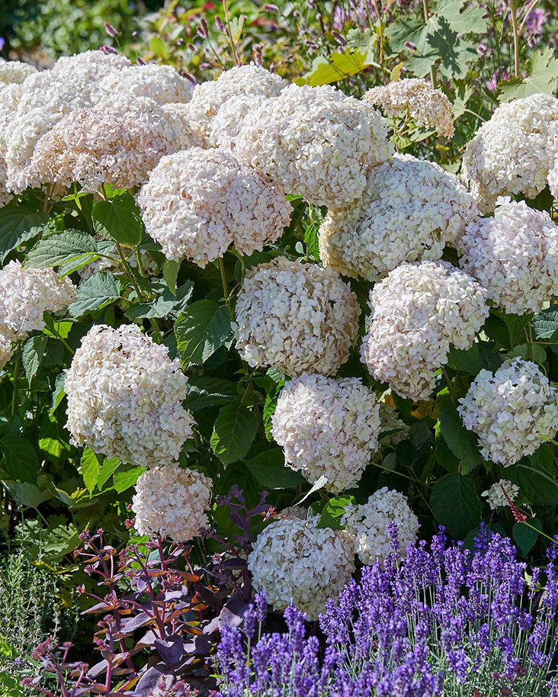 Pallohortensia Marshmallow