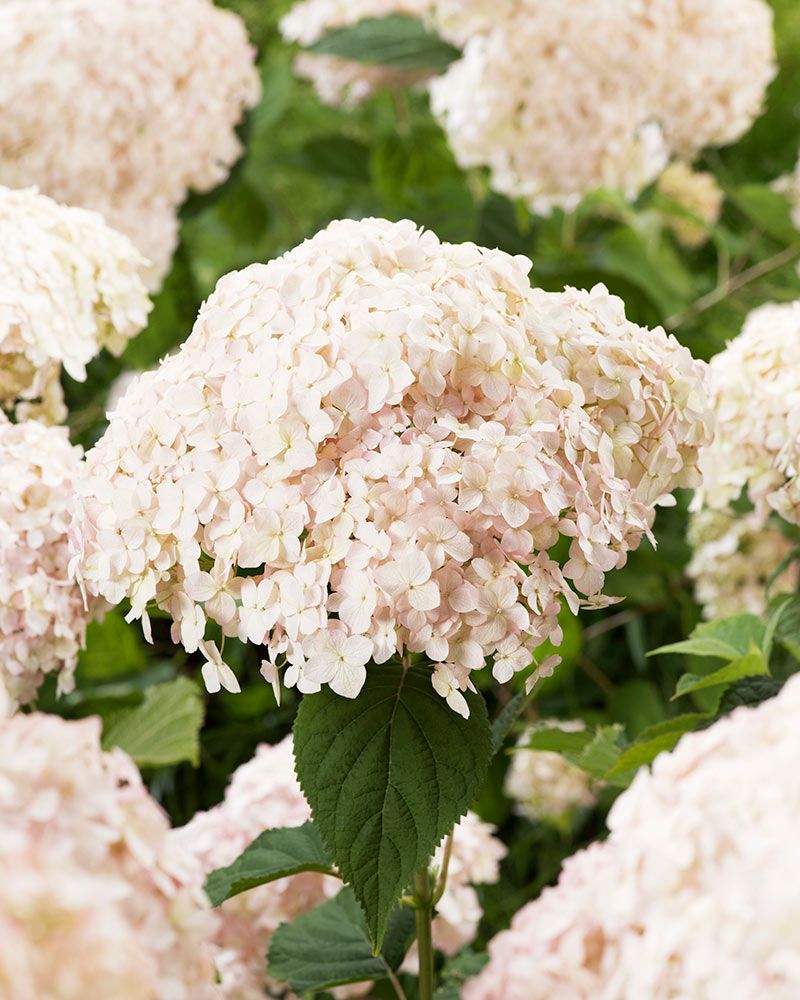 Pallohortensia Marshmallow