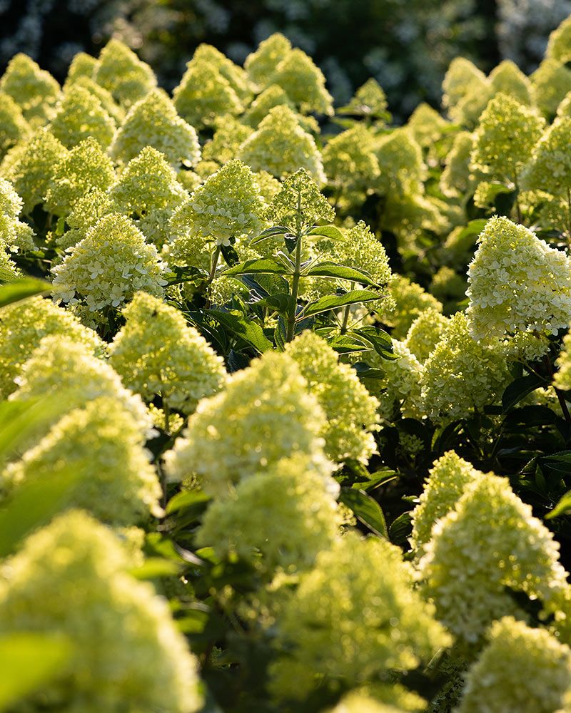 Pikkujapaninhortensia Living Cotton Cream