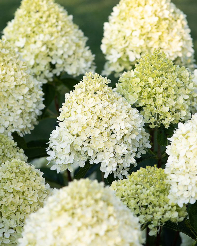 Pikkujapaninhortensia Living Cotton Cream