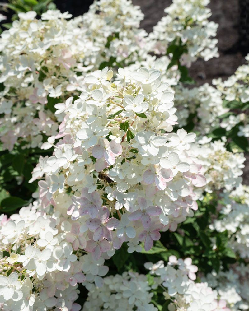 Pikkujapaninhortensia Living Touch of Pink
